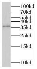 RNF41 Antibody - BSA Free