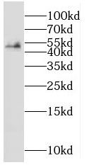 RNF26 Antibody - BSA Free