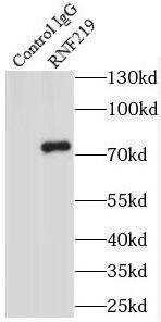 RNF219 Antibody - BSA Free
