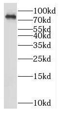 RNF219 Antibody - BSA Free