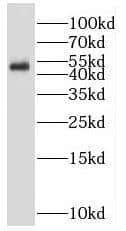 RNF167 Antibody - BSA Free