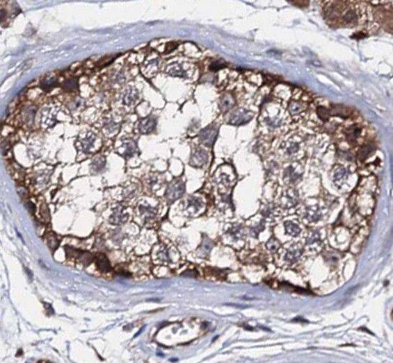 RNF133 Antibody - BSA Free