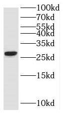 RND2 Antibody - BSA Free