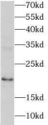 RNASEH2C Antibody - BSA Free