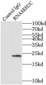 RNASEH2C Antibody - BSA Free