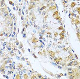 RNASE13 Antibody - BSA Free