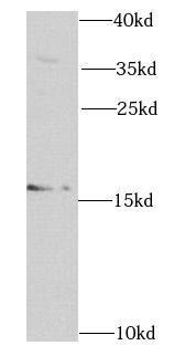 RNASE13 Antibody - BSA Free