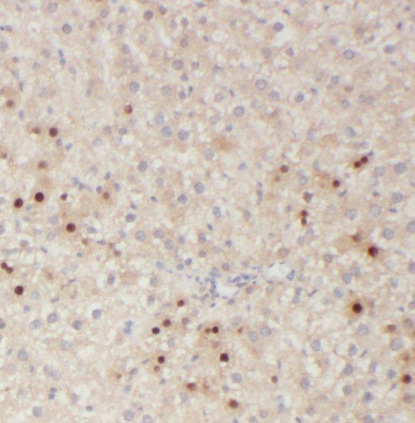 RNASE11 Antibody - BSA Free