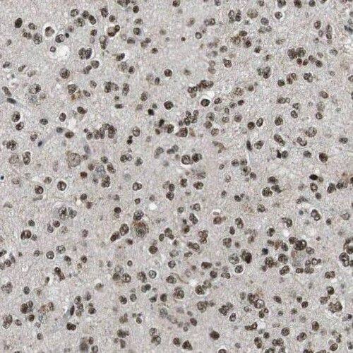 BLAP75 Antibody - BSA Free