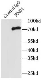 BLAP75 Antibody - BSA Free
