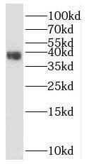 CLVS2 Antibody - BSA Free