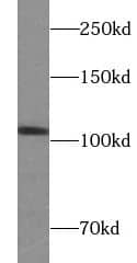 RIN3 Antibody - BSA Free
