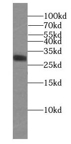 RIMS4 Antibody - BSA Free