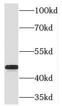 RIMKB Antibody - BSA Free