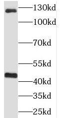 RIMS Binding Protein 2 Antibody - BSA Free