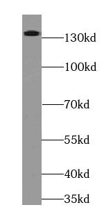 RIMS2 Antibody - BSA Free