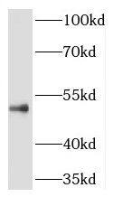 RILPL1 Antibody - BSA Free