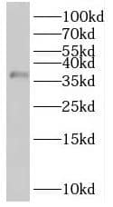 RIBC2 Antibody - BSA Free