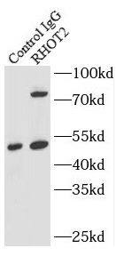 RHOT2 Antibody - BSA Free