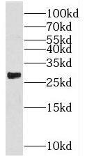 RHOT2 Antibody - BSA Free