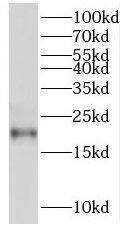 RGS10 Antibody - BSA Free
