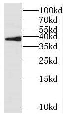 Rffl Antibody - BSA Free