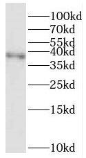 RFC3 Antibody - BSA Free