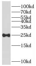 RERG Antibody - BSA Free