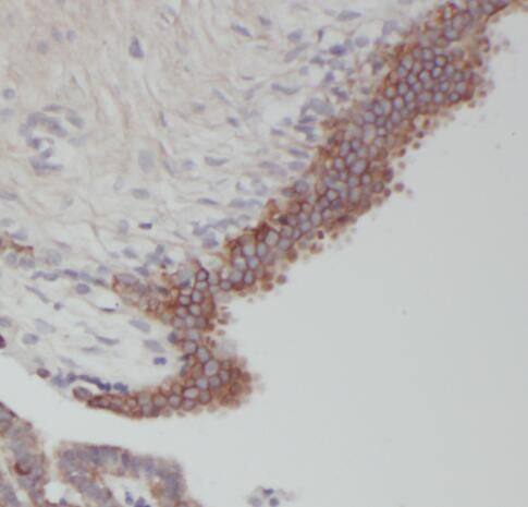 RERG Antibody - BSA Free