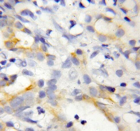 REEP6 Antibody - BSA Free