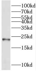 REEP1 Antibody - BSA Free