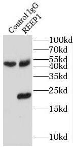 REEP1 Antibody - BSA Free