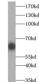 RECQL5 Antibody - BSA Free