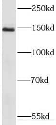RECQL4 Antibody - BSA Free