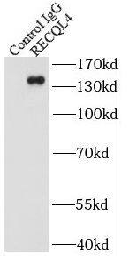 RECQL4 Antibody - BSA Free