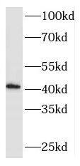 RCL1 Antibody - BSA Free