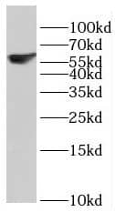 RBPSUHL Antibody - BSA Free