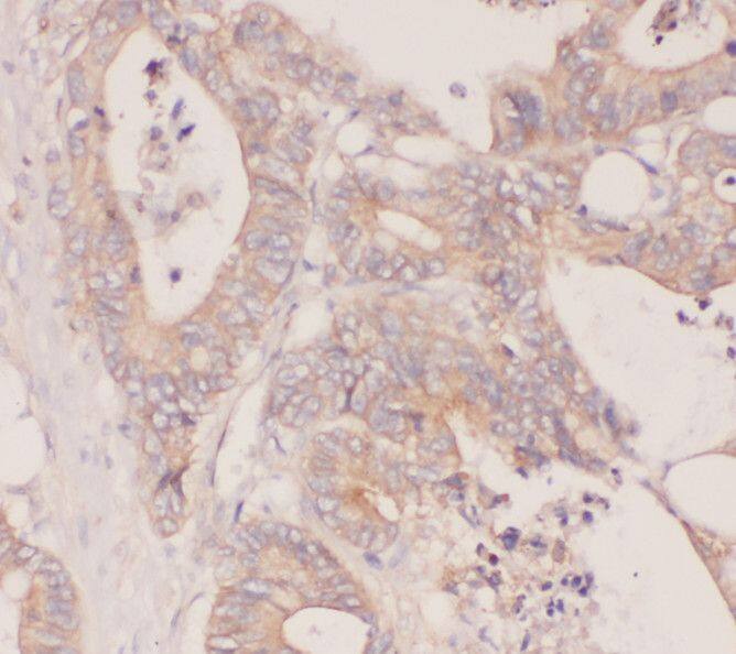 RBP7 Antibody - BSA Free