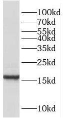 RBP7 Antibody - BSA Free