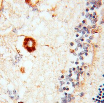 RBP3 Antibody - BSA Free