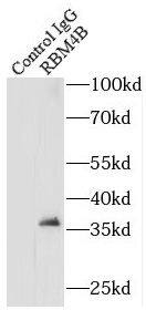 RBM4B Antibody - BSA Free