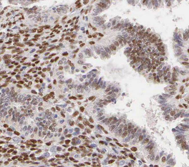 RBM41 Antibody - BSA Free