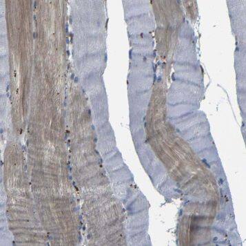RBM24 Antibody - BSA Free