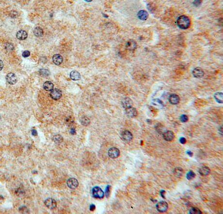 RASSF4 Antibody - BSA Free