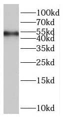 RASGRP2 Antibody - BSA Free