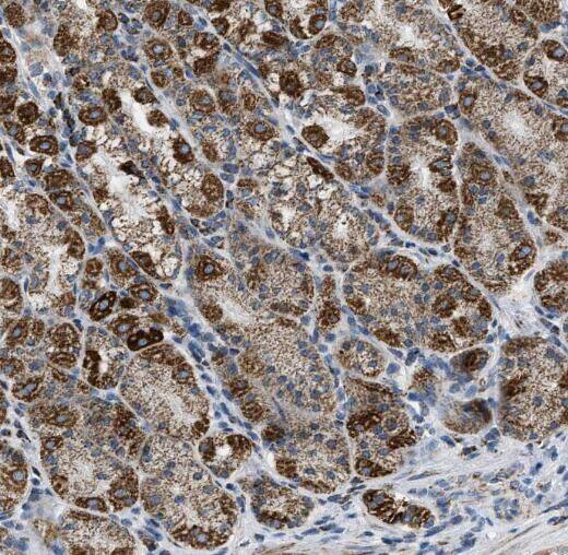 RASGEF1B Antibody - BSA Free