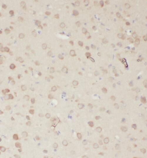 RASGEF1A Antibody - BSA Free