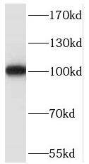 RASA3 Antibody - BSA Free