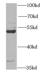 Rapsyn Antibody - BSA Free