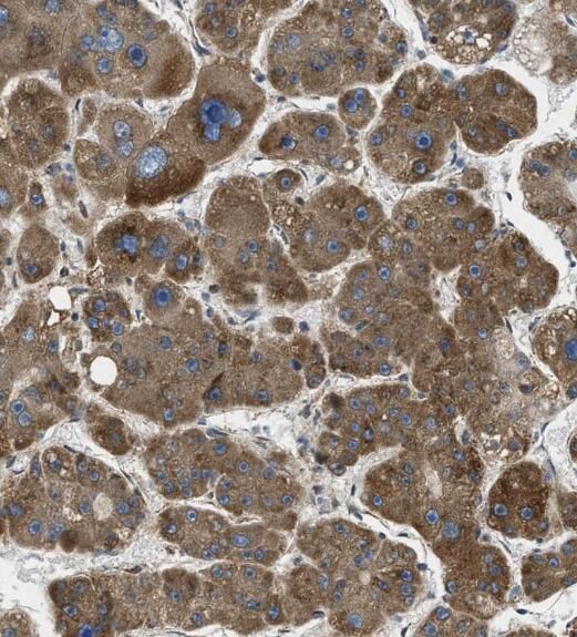 RAPH1 Antibody - BSA Free